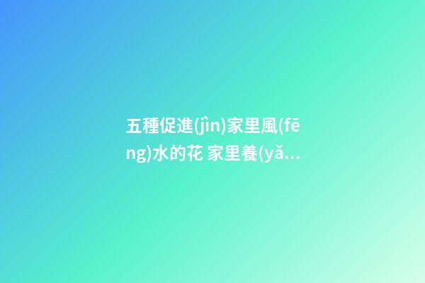 五種促進(jìn)家里風(fēng)水的花 家里養(yǎng)什么花風(fēng)水好
